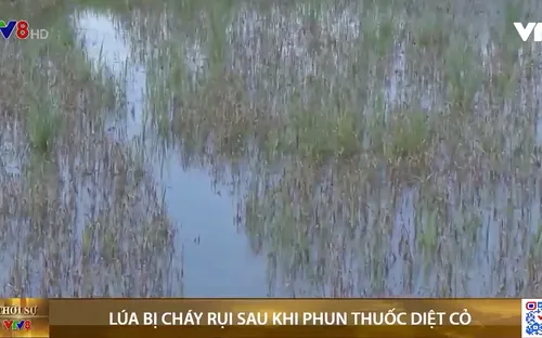 Huế: Lúa cháy rụi sau khi phun thuốc trừ cỏ