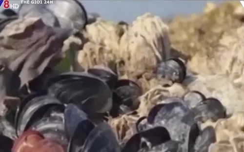 Gần 1 tỷ sinh vật biển bị nung chín ơ Canada