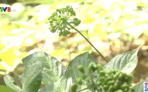 Sâm Ngọc Linh - cây xóa đói giảm nghèo cho người vùng cao