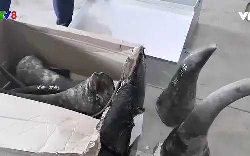 Đà Nẵng thu giữ lô hàng xương và sừng động vật từ Nam Phi