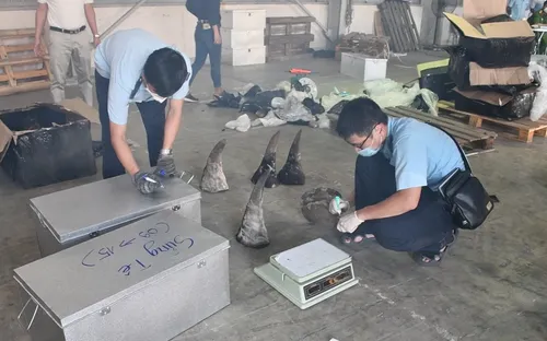 138 kg sừng động vật nghi là sừng tê giác trong lô hàng nhập khẩu
