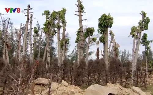 Bất cập trong quản lý, chăm sóc cây xanh đô thị tại Đà Nẵng