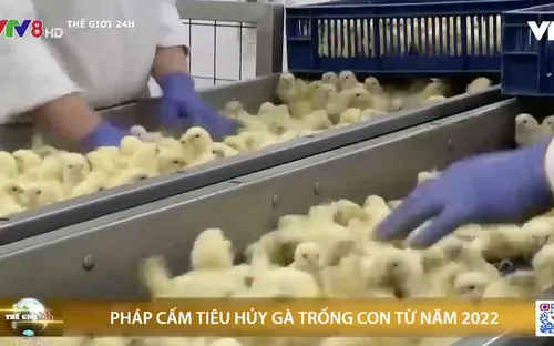 Pháp cấm tiêu huỷ gà trống con