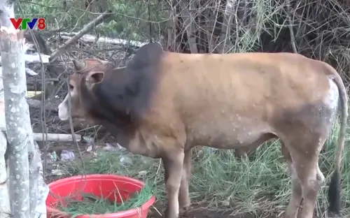 Quảng Ngãi: Người dân "khốn đốn" vì trâu bò chết do viêm da nổi cục