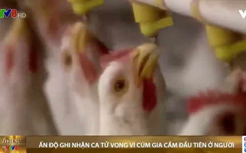 Ấn Độ ghi nhận ca tử vong vì cúm gia cầm H5N1 đầu tiên ở người