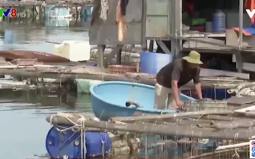 Kiến nghị lùi thời hạn tháo dỡ lồng bè cảng cá Thọ Quang