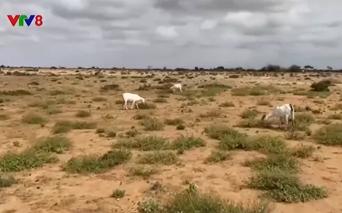 Trái đất ấm lên, 83 triệu người có nguy cơ chết vì nhiệt độ cao