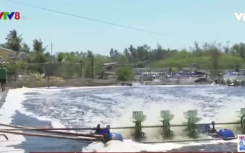 Quảng Nam: Cẩn trọng nuôi tôm mùa nắng nóng