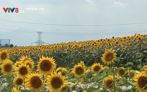 Cách đồng hoa hướng dương gần nhà máy hạt nhân Fukushima Daiichi