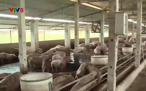 Hà Tĩnh: Người dân bức xúc vì trang trại gây ô nhiễm