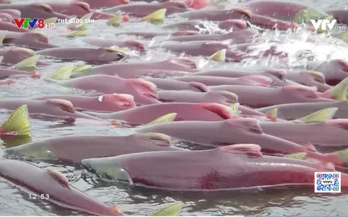 Rò rỉ hóa chất làm cá chết hàng loạt tại Na Uy