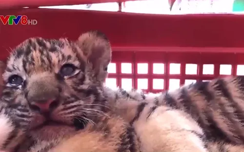 Nghệ An: Bắt vụ vận chuyển trái phép 7 cá thể hổ