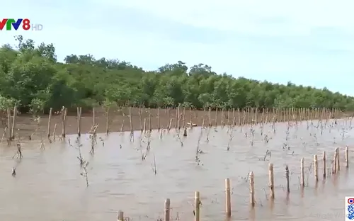 Thanh Hóa bảo vệ và phát triển rừng ngập mặn ven biển