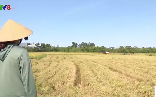 Gặt lúa trong mùa dịch