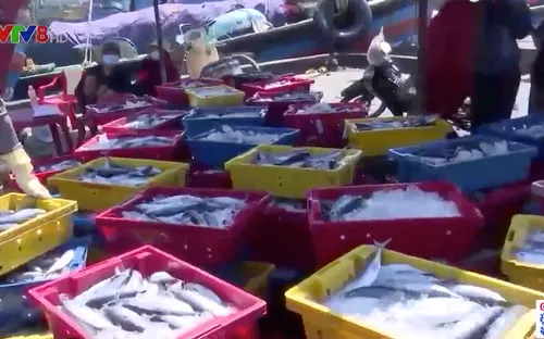 Ngư dân Bình Định "trúng đậm" cá ngừ sọc dưa