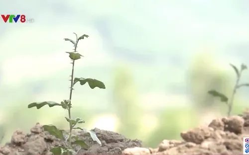 Gia Lai triển khai Đề án bảo tồn và phát triển cây dược liệu