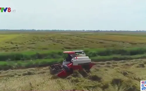 Thừa Thiên - Huế đẩy nhanh tiến độ thu hoạch lúa hè thu tránh lũ