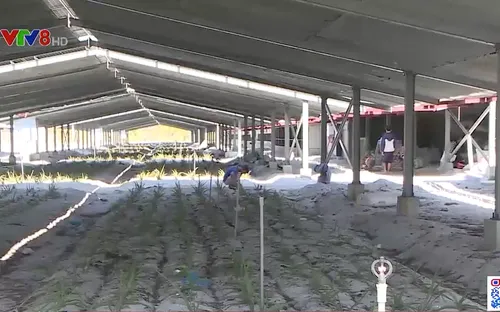 Thừa Thiên-Huế: Núp bóng dự án trang trại nông nghiệp để sản xuất điện mặt trời