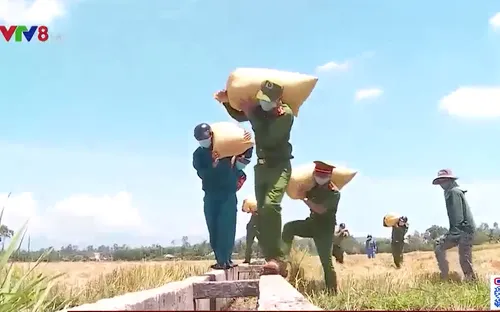 Công an Đà Nẵng giúp dân thu hoạch lúa