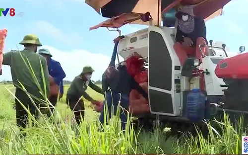 Hà Tĩnh chung tay giúp dân vùng dịch thu hoạch lúa Hè-Thu