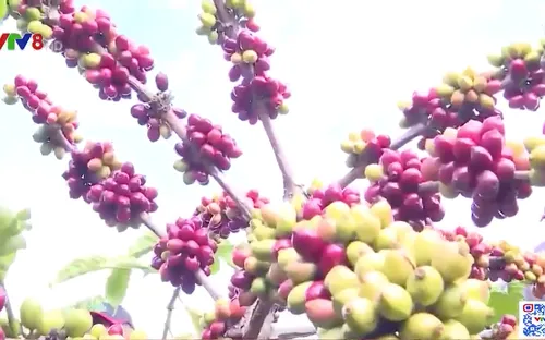 Giải pháp nâng tầm sản phẩm cà phê Gia Lai