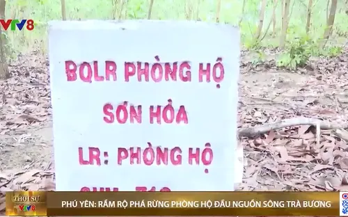Phú Yên: Rầm rộ phá rừng phòng hộ đầu nguồn sông Trà Bương