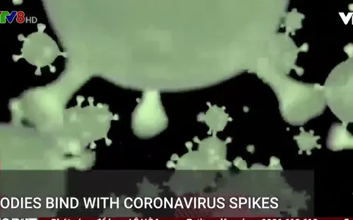 Phát hiện kháng thể chặn được biến chủng Delta