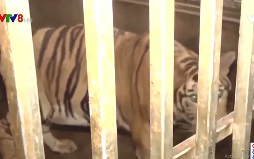 Những bất cập trong xử lý các vụ án liên quan đến động vật hoang dã