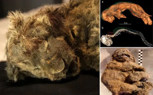 Phát hiện xác sư tử 28.000 tuổi nguyên vẹn trong hang động cổ đại