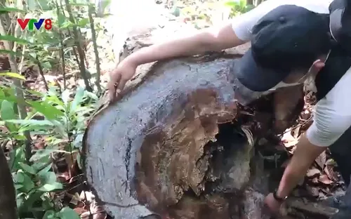 Quảng Ngãi: Rừng phòng hộ bị tàn phá nghiêm trọng