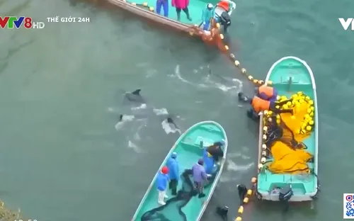 Mùa săn cá heo gây tranh cãi ở Nhật Bản lại bắt đầu