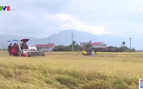 Phú Yên đẩy nhanh tiến độ thu hoạch lúa giảm thất thoát do mưa lũ