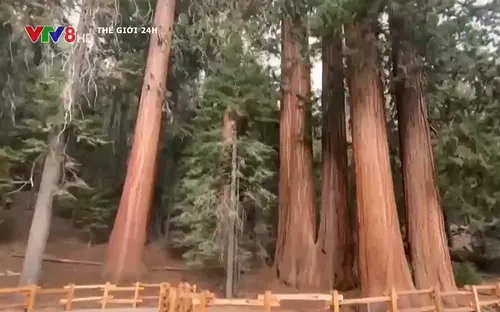 Mỹ giải cứu cây khổng lồ trước nguy cơ cháy rừng lan rộng