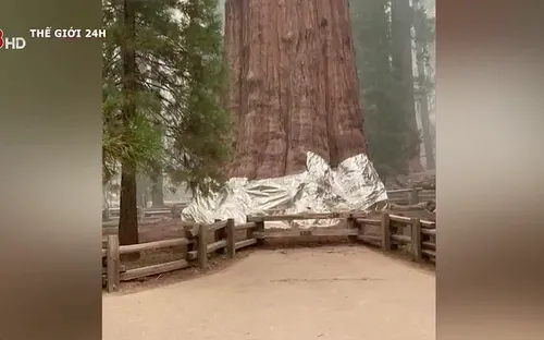 Cháy rừng đe doạ thiêu rụi cây xanh lớn nhất thế giới