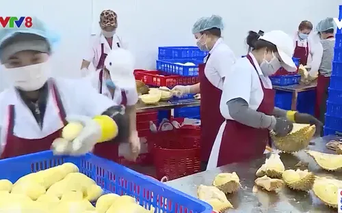 Đắk Lắk: Giải pháp giữ giá trị nông sản giữa mùa dịch