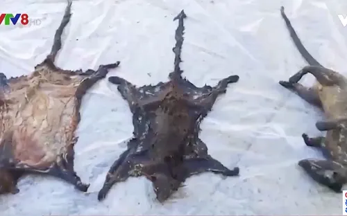 Nóng tình trạng tận diệt động vật hoang dã quý hiếm