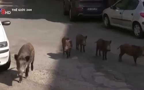 Italia: Lợn rừng tràn xuống phố Roma khiến người dân bức xúc