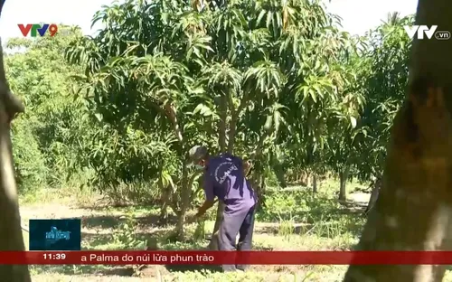 Tiếp vốn giúp người nghèo có sinh kế sau dịch bệnh