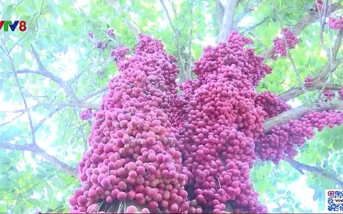 Vẻ đẹp tĩnh lặng trong mùa Đỏ chín năm nay