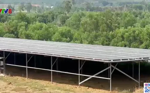 Quảng Nam: Những trang trại trồng cây không có ánh nắng