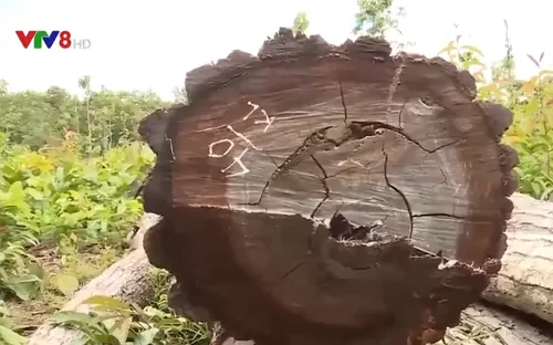 Phát hiện bãi tập kết gỗ lậu trong trung tâm bảo tồn voi