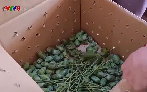 Nghệ An: Khởi tố 2 đối tượng vận chuyển quả cây thuốc phiện