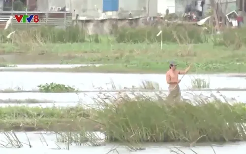 Phú Yên: Ruộng ngập úng kéo dài, khi nào giải quyết cho người dân?