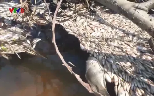 Cá chết bất thường ở khu công nghiệp Tam Thăng, Quảng Nam