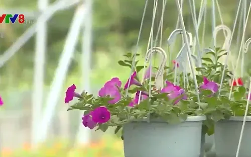 Nông dân vùng trồng hoa Đà Nẵng thấp thỏm chờ thương lái