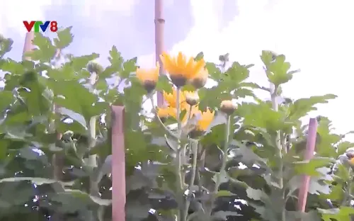 Nông dân Thừa Thiên-Huế thấp thỏm thất thu vụ hoa Tết