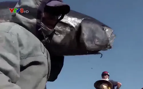 Giá cá ngừ đại dương tăng kỷ lục, ngư dân bám biển xuyên Tết