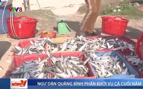 Ngư dân Quảng Bình trúng đậm vụ cá cuối năm