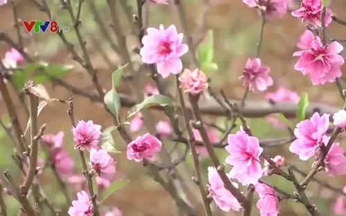 Người dân Đắk Nông cắt giảm sản lượng hoa Tết