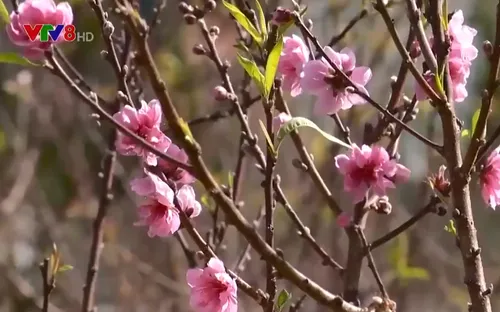 Độc đáo cây đào 3 màu hoa - Hành trình sáng tạo từ đam mê